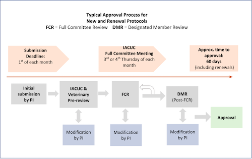 typical approval process for new and renewal protocols