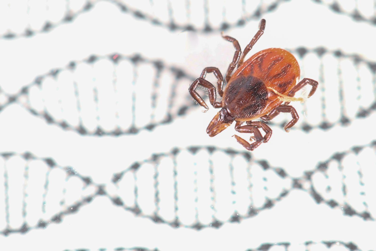 Tick crawling over background of DNA strands