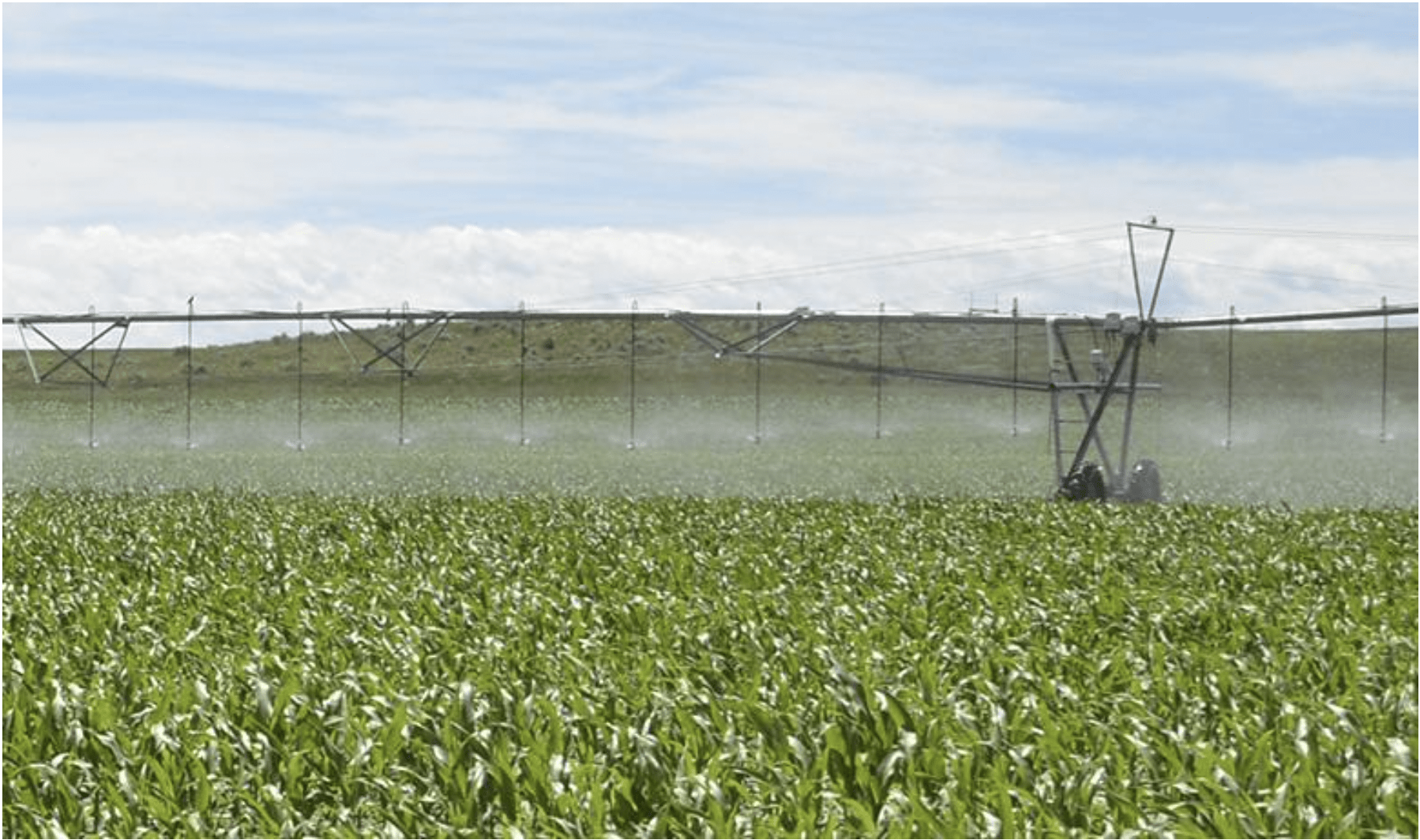Crop field being watered