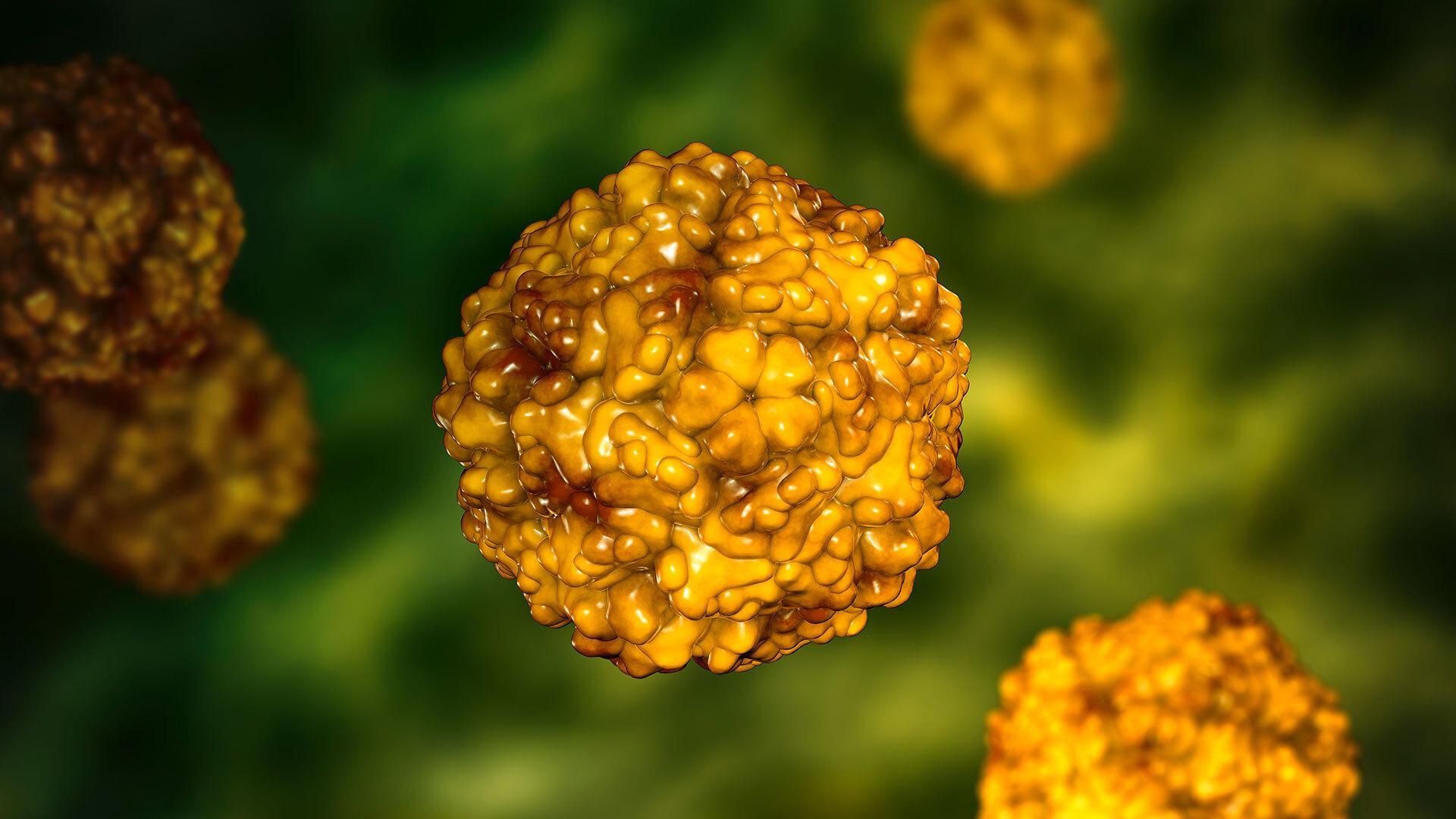 Enterovirus model