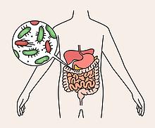 Graphic of gut