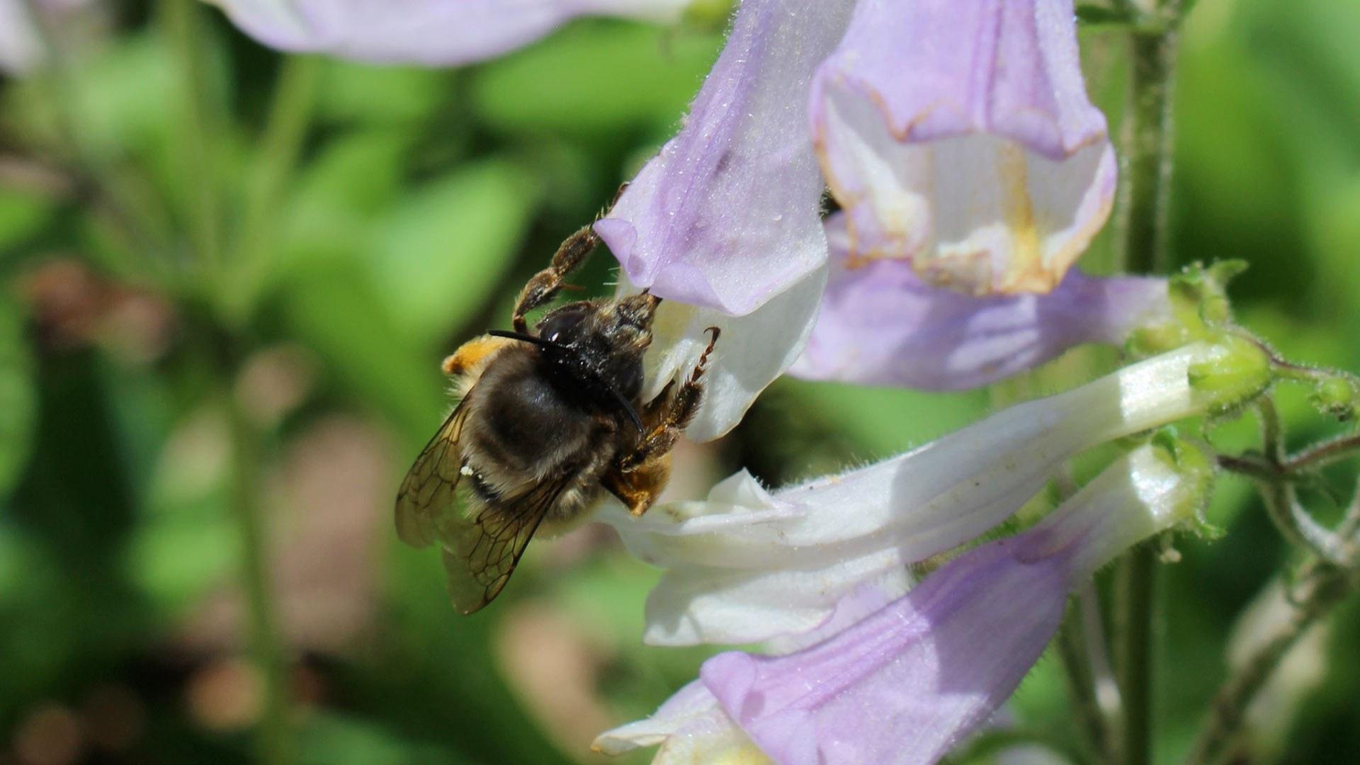 Bee pollinating flower