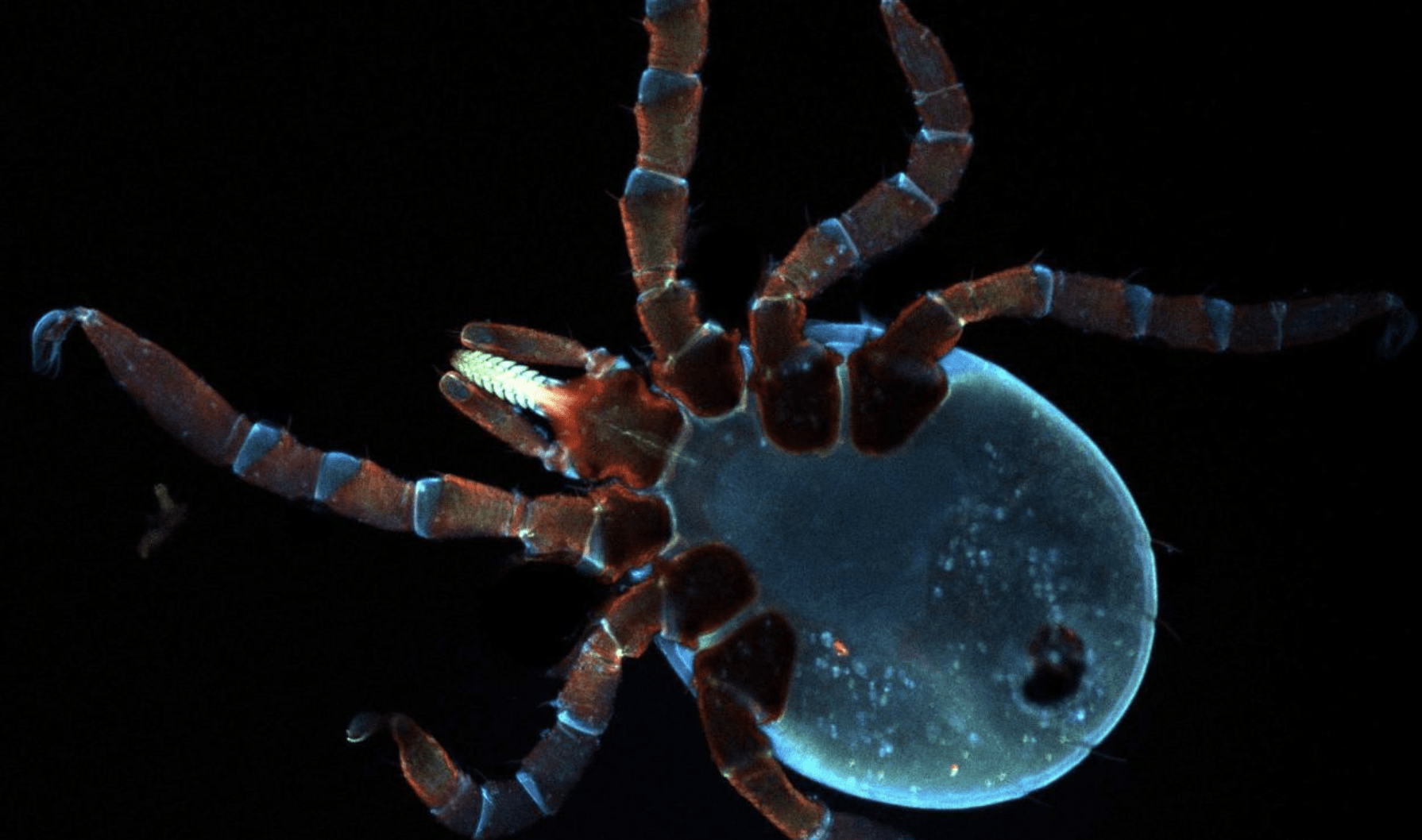 Black-legged tick larva