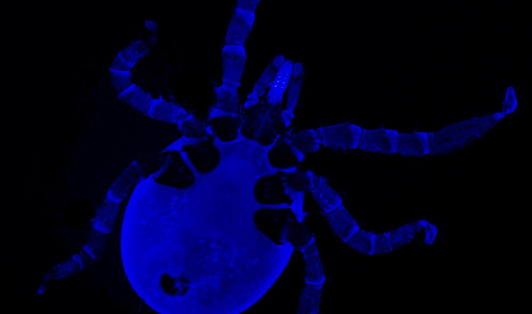 Black-legged tick larva imaged with blue fluorescence.