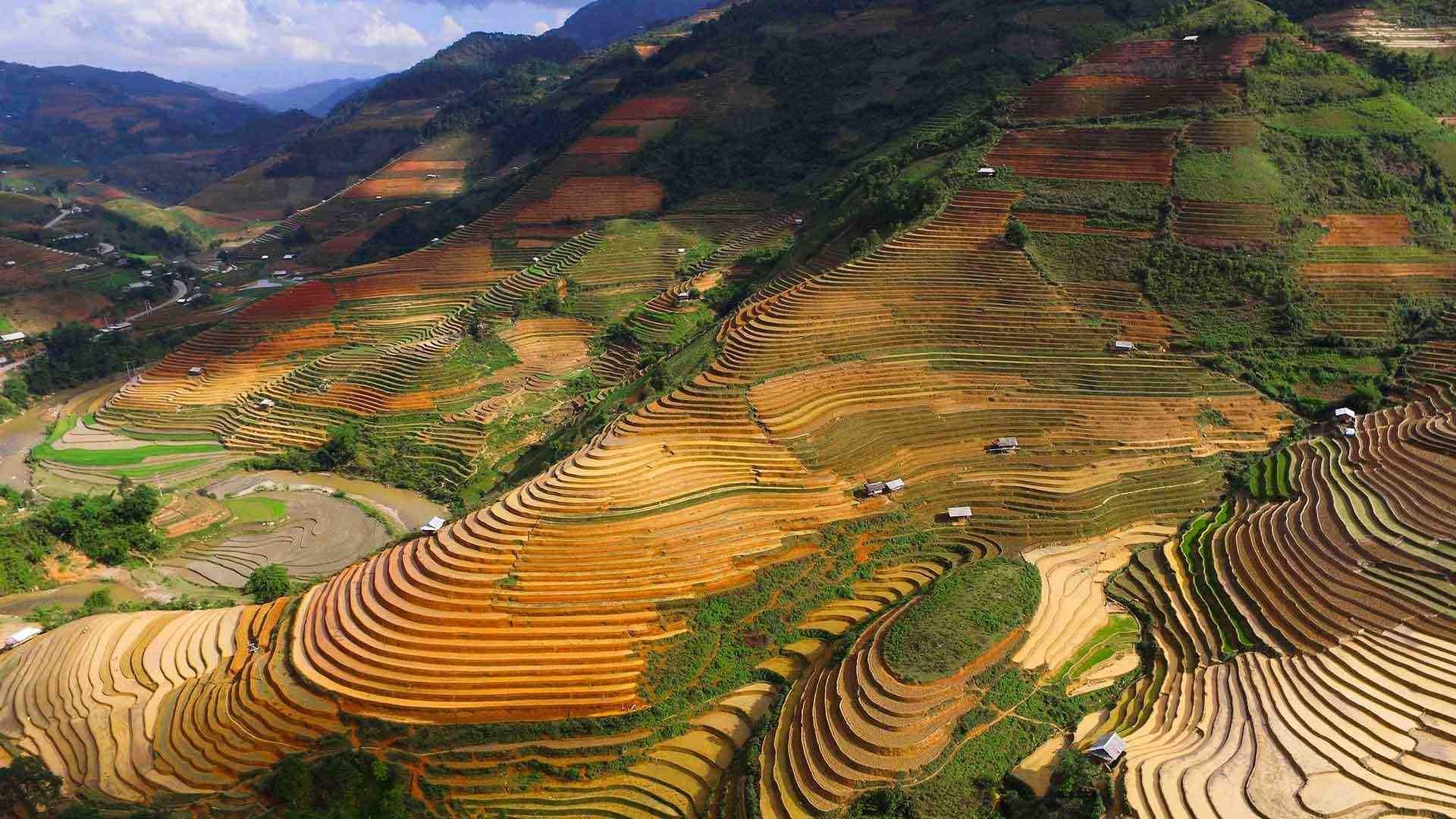 Rice terraces in Vietnam