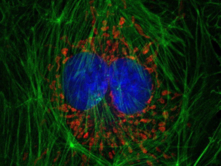 Biosciences Cores: Genomics, Imaging, and Flow Cytometry